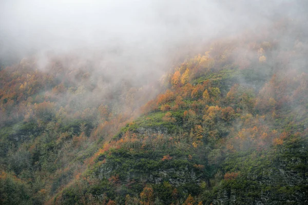 Herbstliche Farbe Den Birken Die Die Hänge Eines Nebligen Berges — Stockfoto