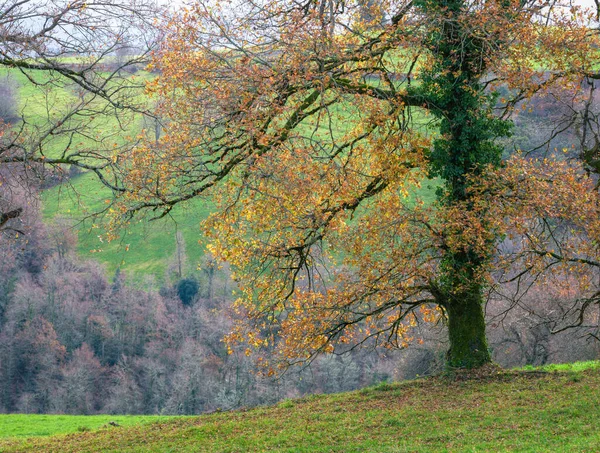 Jesienne Liście Dużym Dębie Górach Becerrea Galicji — Zdjęcie stockowe