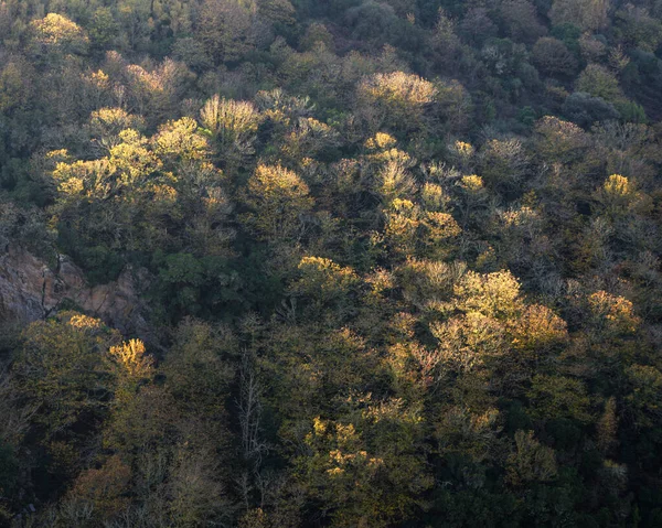 Осеннее Солнце Светит Золотыми Листьями Верхней Части Деревьев Склоне Каньона — стоковое фото