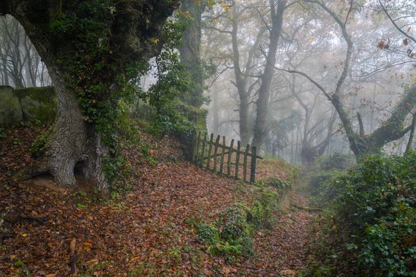 Galiçya Eski Korkunç Bir Kestane Ağacı Ormanının Yanındaki Patikanın Yanındaki — Stok fotoğraf