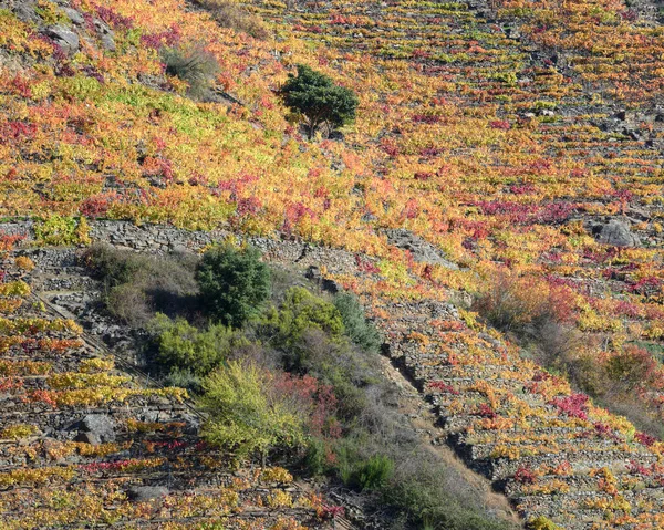 石阶使人们有可能在加利西亚卢戈和乌伦西之间的Ribeira Sacra的西尔河陡坡上种植藤蔓 — 图库照片