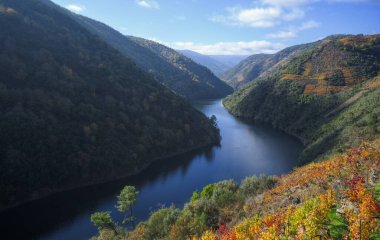 Ribeira Sacra 'daki ormanlar ve üzüm bağları arasında Sil nehri, Galiçya' daki Lugo ve Ourense arasında huzur içinde esiyor.