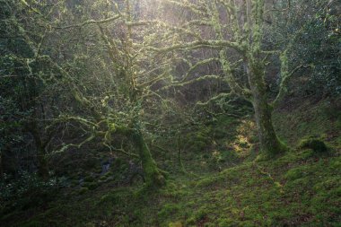 Galiçya 'daki Serra do Xistral Abadin ormanında gizemli bir kış ışığında yosunlu meşe ağaçları gövdesi.
