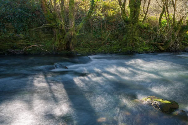 Antiguos Castaños Junto Las Frías Aguas Invernales Río Courel Mountains — Foto de Stock