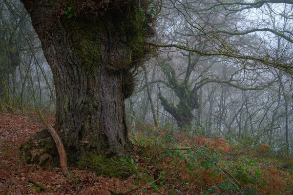 Enorma Exemplar Quercus Robur Bildar Urgamla Skogar Dimman Lugo Galicien — Stockfoto
