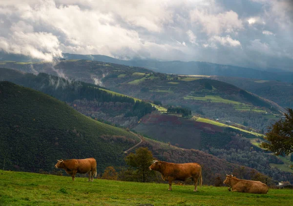 Three Cows Graze Peacefully Green Meadows Cervantes Ancares Galicia — Stock Photo, Image