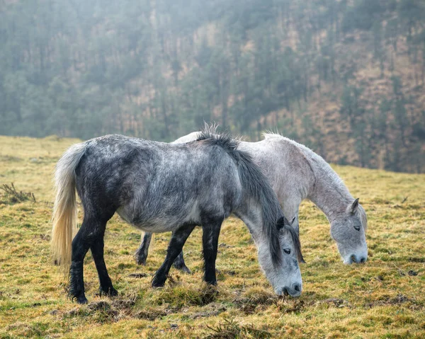 Galiçya 'daki Serra do Xistral Abadin' de iki beyaz ve mavimsi kısrak huzur içinde otluyor.
