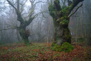 Lugo Galiçya 'da sisli bir ormanda yaşlı antropomorfik meşe ağaçları.