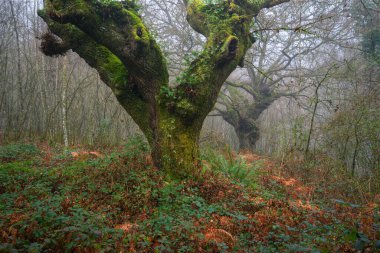 Lugo Galiçya 'daki çalılıkların arasında sisli bir orman var.