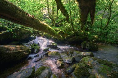 Büyük liken kaplı kütükler Galiçya 'daki Geopark Dağları' ndaki bir nehrin üzerinde asılı.