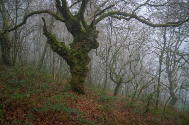 Lugo Galiçya 'daki siste yaşlı yosunlu meşeler diyalog kuruyor gibi.