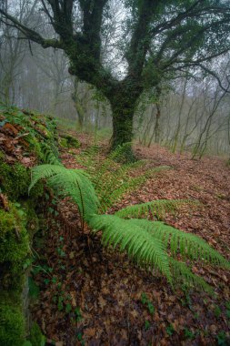 Lugo Galiçya 'da bir ormanda yosunlu taş duvarın yanında muhteşem bir eğrelti otu.