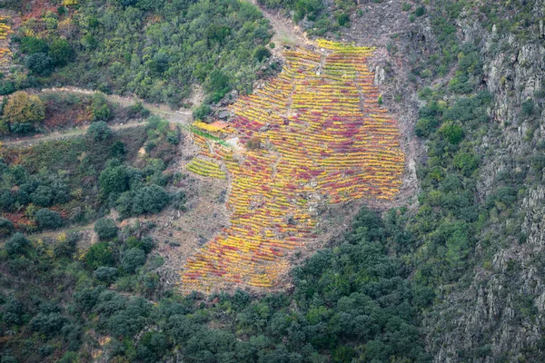 美丽的葡萄园在加利西亚卢戈和欧伦塞之间的Ribeira Sacra陡峭的山坡上 用扫帚的无缝隙收获 — 图库照片