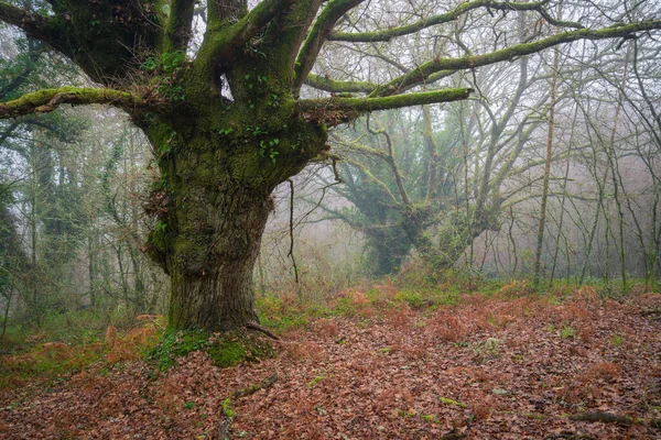 Riesige Und Uralte Eichen Und Kastanien Nebel Lugo Galizien — Stockfoto