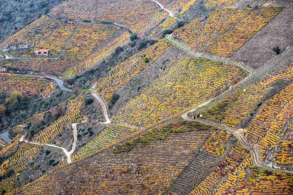 Огромные Склоны Покрытые Террасами Виноградников Осенью Рибейра Сакра Между Луго — стоковое фото