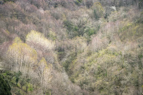 Aspecto Primavera Vale Arborizado Courel Mountains Geopark Galiza — Fotografia de Stock