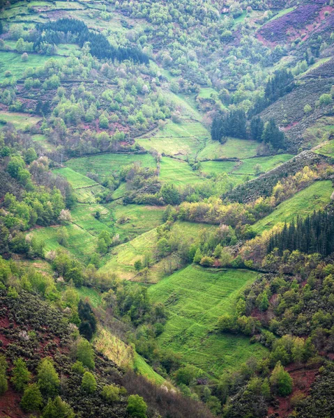 Strome Łąki Obu Stronach Doliny Strumienia Cervantes Ancares Lugo Galicia — Zdjęcie stockowe