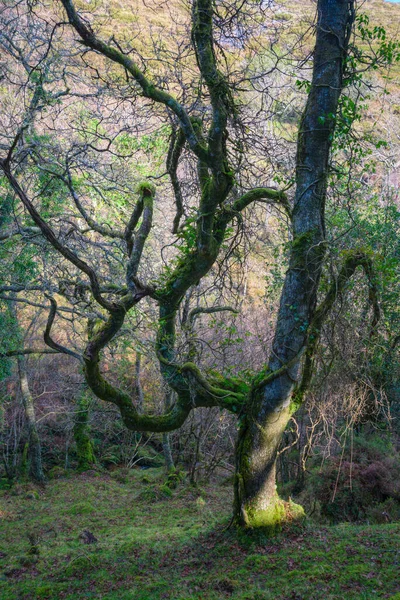 Zkroucené Větve Vyrůstají Rovného Kmene Dubu Lese Lugo Galicia — Stock fotografie