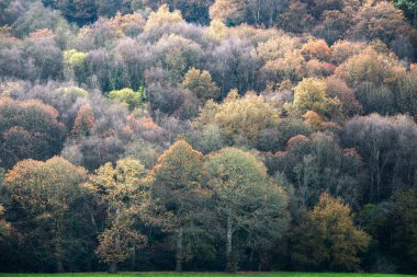 Sonbaharda bir meşe ormanı Paradela Galiçya 'da bir çayırın kenarında