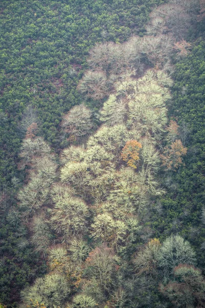 Группа Зимних Деревьев Заселяет Линию Реки Вересковом Склоне Геопарка Курел — стоковое фото