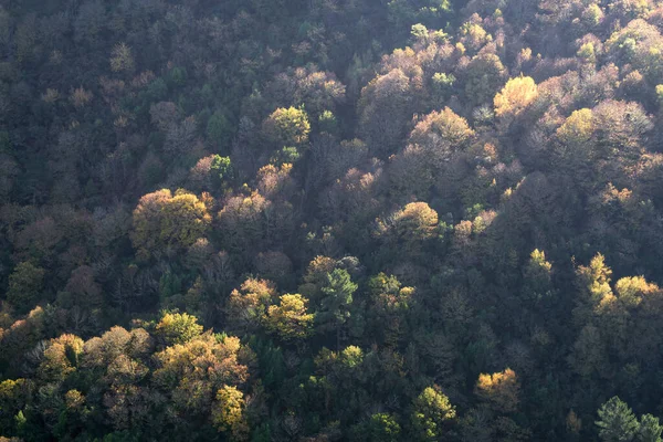 Erste Herbstfarben Färben Die Wipfel Einiger Bäume Einem Wald Der — Stockfoto