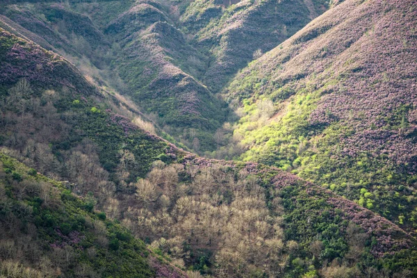 Vales Profundos Colinas Cobertas Urze Roxa Courel Mountains Geopark Galiza — Fotografia de Stock