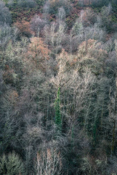 Uprostřed Zimního Lesa Vynoří Mrtvý Strom Pokrytý Břečťanem Becerrea Lugo — Stock fotografie
