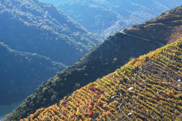 Weinbergige Hänge Wechseln Sich Mit Bewaldeten Hängen Der Ribeira Sacra — Stockfoto