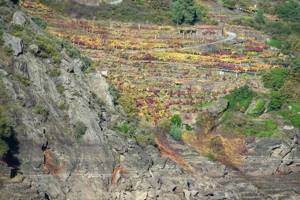 在Ribeira Sacra Lugo Galicia附近的Taboada附近的一座葡萄园中 一片秋天的色彩笼罩着碎裂的悬崖 — 图库照片