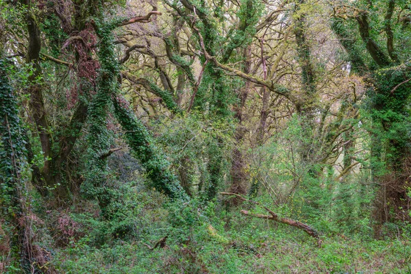 Nezničitelná Změť Spadlých Stromů Břečťanu Podrostu Dubovém Lese Okraji Luga — Stock fotografie
