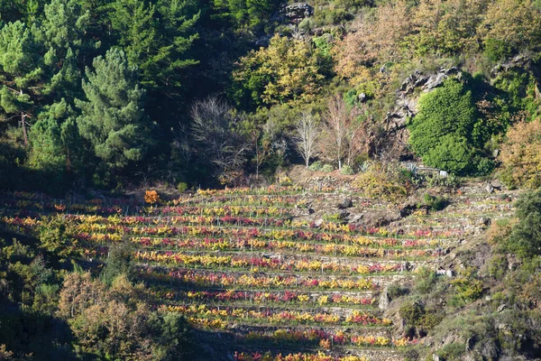 Ribeira Sacra Lugo Galicia靠近Taboada的混交林边缘的梯田葡萄园 — 图库照片