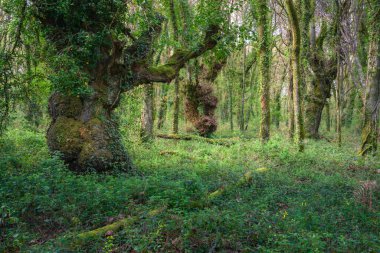 Böğürtlen ve hanımeli, Lugo Galiçya yakınlarındaki bir meşe ormanının zeminini tamamen kaplıyor.