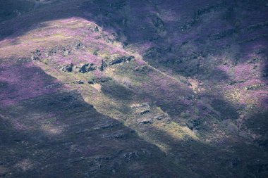 Serra do Courel Galiçya 'daki Oribio Dağları' nın geniş alanlarını macenta ile kaplar.