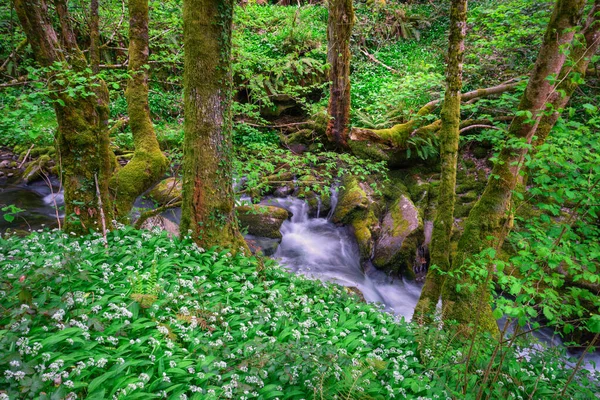 Ruisseau Coule Entre Les Chênes Moussus Ail Sauvage Fleurs Dans — Photo