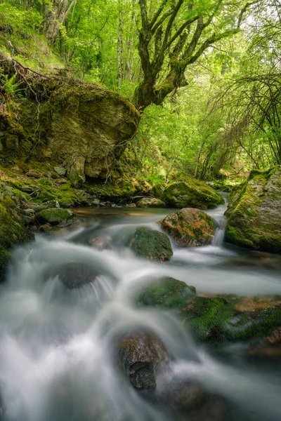 Árboles Antiguos Retorcidos Entre Cantos Rodados Granito Orillas Del Río — Foto de Stock