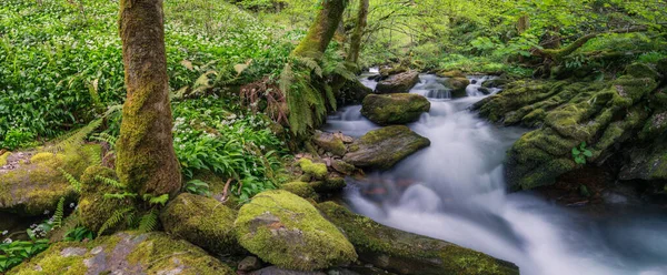 Vista Panoramica Fiume Che Attraversa Una Foresta Autoctona Nella Serra — Foto Stock