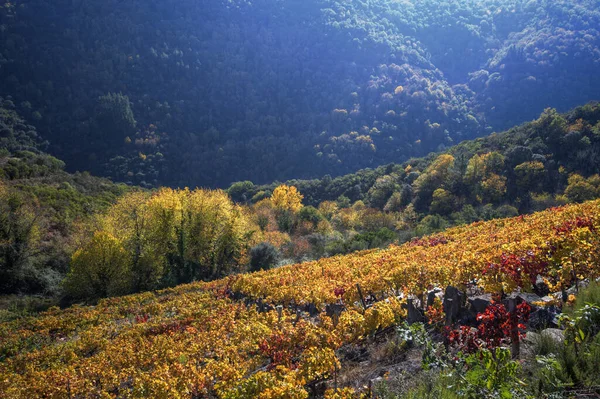 Ribeira Sacra Ayık Galiçya Daki Altın Üzüm Bağlarını Ormanı Aydınlatan — Stok fotoğraf