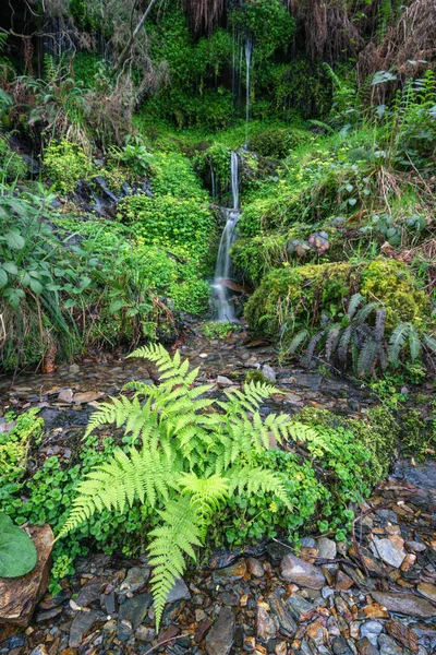 海水从石灰岩悬崖峭壁中流出 有利于潮湿的植被 如塞拉赫岛的苔藓和蕨类 — 图库照片