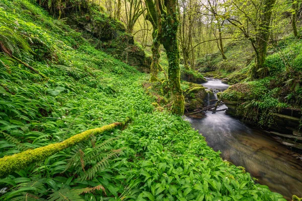 Prado Ajo Salvaje Cubre Orilla Río Serra Courel Galicia — Foto de Stock