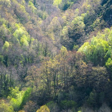 Lugo Galiçya 'daki Courel Dağları' ndaki ormanlarda ilk bahar yaprakları.