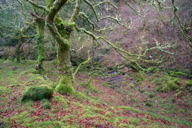 Lugo Galiçya 'daki Abadin Dağları' ndaki bir derenin kayalık yatağında yosunlu ve eğri büğrü meşe ağaçları.