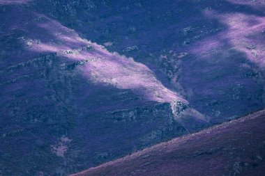 Lugo Galiçya 'daki Courel Dağları' ndaki Iribio Dağı yamaçlarında mor fundaların muhteşem çiçekleri.