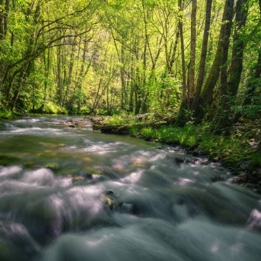 Bahar ışığı, Lugo Galiçya 'daki Ancare Dağları' ndaki ormanları ve nehri aydınlatır.