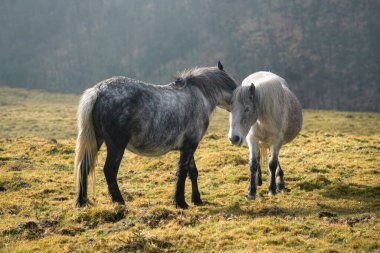 İki Galiçyalı kısrak Lugo Galiçya 'daki Abadin Dağları' nda bir çayırda sevgiyle oynuyorlar.