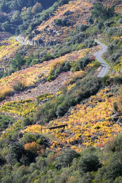 Herfst Landschap Van Gouden Wijngaarden Doorkruist Door Bochtige Landbouwpaden Ribeira — Stockfoto