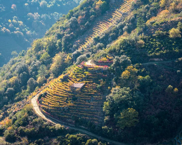 Lugo Galiçya Arasında Ribeira Sacra Sober Küçük Zanaatkar Şaraphaneleri Olan — Stok fotoğraf