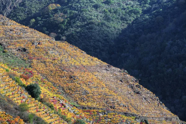 11月 在加利西亚卢戈和乌伦西之间的Ribeira Sacra Sober 一座巨大的山坡上布满了金黄色和红色的葡萄园 — 图库照片