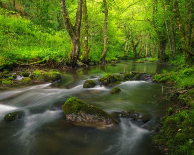 Ancient large trees seem to dance on the banks of a river in the Courel Mountains Geopark Folgoso de Courel Lugo Galicia