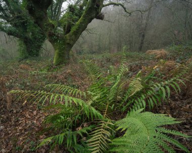 Lugo Galiçya 'daki siste dev kestane ağaçları arasında büyük eğreltiotu.