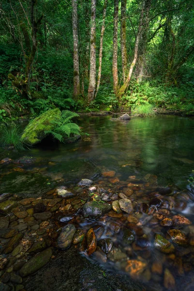 Beam Light Filters Treetops Illuminates Some Birch Trees Front Pool — Stock Photo, Image